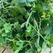 สารสกัดจากใบเมลอนบริสุทธิ์/ประโยชน์ในการดูแลผิว/ฉลากที่สะอาด/NON-GMO - Product Image 5