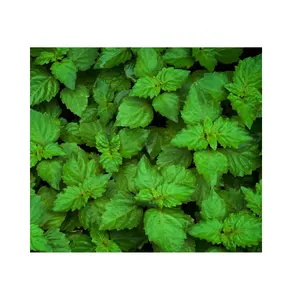 The aroma of Patchouli is captivating and beneficial for health