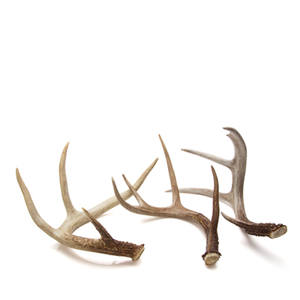 Natural Red Deer Antlers Cabello Tipo para la venta - Product Image 1