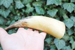 Best Quality Buffalo/Ox Drinking Horn/Natural Viking <b>Mug</b> Drinking With Horn <b>Stand</b> by crescent crafts - Product Image 5