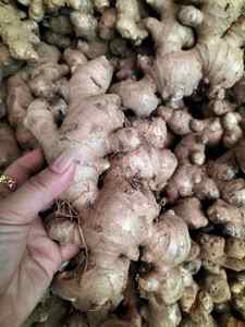 Jengibre fresco con rico aceite esencial y raíces firmes, ideal para empaquetar en bolsas de malla o cartones para exportación y mercados mayoristas. - Product Image 5