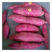Vietnam Bevroren Verse Zoete Aardappelen-Honing/Japanse Zoete Aardappelen Voor Export-Topleveranciers Diepvriesgroenten