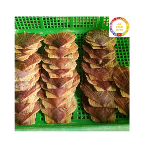 Conchas de Vieira de grado alimenticio para ostras, camarones o mariscos horneados, proveedor mayorista para servicios de catering - Product Image 5