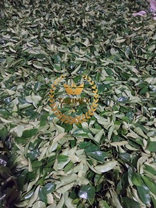 Feuilles de corossol séchées 100% naturelles / Thé aux feuilles de corossol / Feuilles de corossol du Vietnam pour faire du thé - Product Image 5