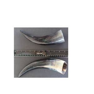 Par de cuernos de búfalo sin pulir búfalo natural Tamaño personalizado natural áspero par de cuernos de búfalo para gran oferta - Product Image 4