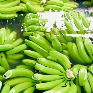 Bananes Cavendish fraîches en vrac longue durée de conservation Plantain vert prêt pour la chaîne du froid - Product Image 6