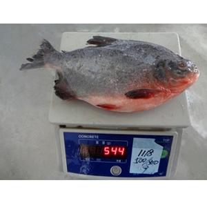 Mariscos Enteros LQF de Alta Calidad, 10 kg de Pescado Pomfret Rojo Congelado de Vietnam en Trozos, con 24 Meses de Duración - Product Image 2
