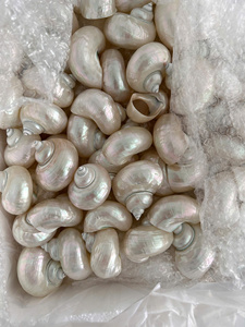 Concha marina de alta calidad, conchas oceánicas únicas, fuente de Vietnam para accesorios creativos para el hogar, concha marina, decoración de vida costera elegante - Product Image 6