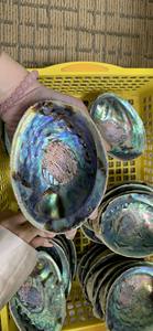 Coquilles d'ormeau de qualité supérieure en vrac du Vietnam prêtes à exporter-Coquille d'ormeau de haute qualité pour la décoration, designs uniques - Product Image 6