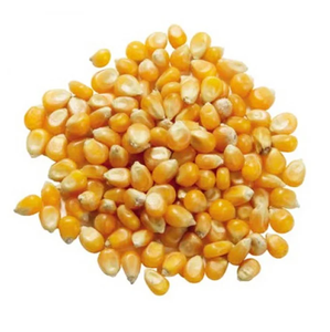 Maíz Amarillo de Nueva Cosecha para Consumo Humano y Animal - Product Image 3