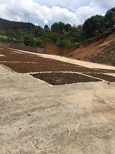 Anís estrellado seco de ALTA CALIDAD-Especias limpias y fragantes para exportación-Adecuado para restaurantes y distribuidores - Product Image 5