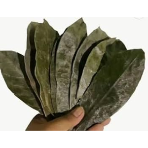 Hojas de Guanábana secas, Guanábana, té para mujer, 100% Hojas de Guanábana orgánica natural - Product Image 1