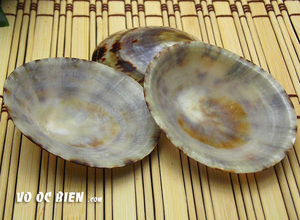 Coquillage à pampilles séchées prêt à expédier Coquillage océanique pour les projets d'art décoratif à l'exportation mondiale - Product Image 4