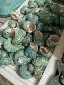 Vietnam Factory 99 Gold Data fournit des coquilles de conque de qualité supérieure pour des projets artistiques dans des teintes vertes et blanches - Product Image 6