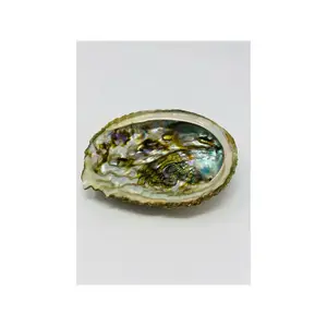 Bholi Sage Plus Premium Quality Top Grade Hot Selling Small Abalone Shell High Demanded Product Made in USA