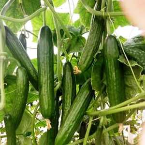 แตงกวาผักสดออร์แกนิกฝรั่งเศส (บอร์โดซ์) อายุการเก็บรักษา12เดือน - Product Image 6