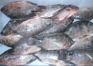 Poisson tilapia congelé à vendre poisson tilapia frais pour vente en gros fruits de mer congelés pour prix de gros - Product Image 5