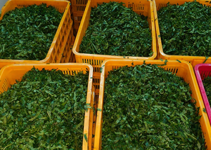 Venta al por mayor, precio barato, calidad superior, hojas amargas congeladas enteras/picadas de Vietnam/ IQF, hojas amargas molidas - Product Image 2