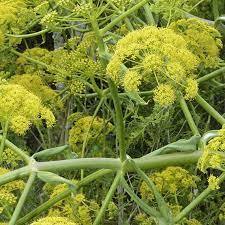 Fabricant en gros, huile essentielle de galbanum de qualité thérapeutique en vrac à bon prix, huile essentielle de galbanum 100% pure - Product Image 5