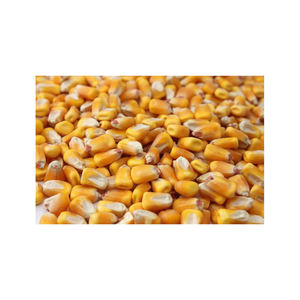 ข้าวโพดเหนียวสีเหลืองแห้งปลอดจีเอ็มโอสำหรับบริโภค โปรตีนสูง นำเข้าจากบราซิล ขายส่ง - Product Image 2