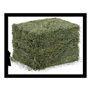 Foin d'alfalfa en gros, conteneurs complets de 20 et 40 pieds, pour importateurs et distributeurs mondiaux, exportation mondiale - Product Image 3