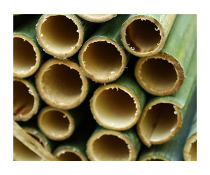 3M and 4M or Custom Size <b>Bamboo</b> <b>Canes</b> Sticks for Sale - Product Image 1