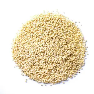 Whole White Millet For Mushroom Spawn