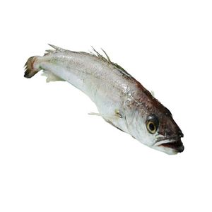 /Poisson de merlu rond entier congelé à vendre - Product Image 5