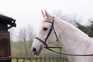 Brida Cavesson tradicional con banda nasal plana y banda para cejas - Product Image 5