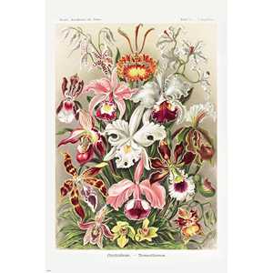 Affiche des formes artistiques de la nature d'Ernst Haeckel, plaque 74 - Nature morte aux orchidées - Product Image 3