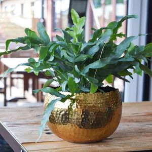 Maceta de metal de escritorio pequeño para plantas de oficina - Product Image 3