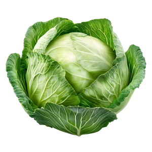 Chou frais légèrement amer pour usage culinaire et industriel à prix de gros - Product Image 1