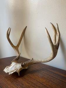 Cuernos de Ciervo Rojos Completos en Venta con Cuernos de Ciervo - Product Image 6