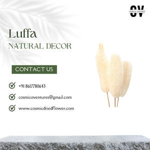 Fleur séchée de Luffa artificielle de haute qualité pour la décoration intérieure désherbage décoration d'anniversaire - Product Image 4