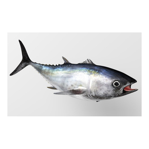 대량 참치 생선 구매 프리미엄 참치 제품 사용 가능 참치 필레 판매 - Product Image 3