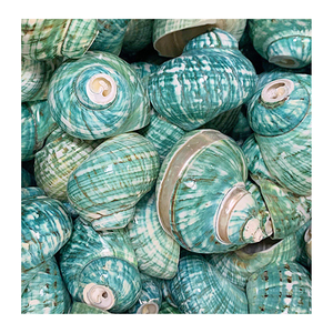 Projets de coquille intérieure avec coquille de conque verte et blanche du Vietnam Fournisseur de confiance 99 Gold Data - Product Image 5