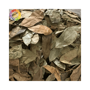 ต้นทุเรียนเทศแห้งจากดวงอาทิตย์ใบกริโอลาใบชาใบรูปใบใบฟอนิกาตะสำหรับโปรแกรมเพื่อสุขภาพและล้างพิษจากธรรมชาติ - Product Image 2