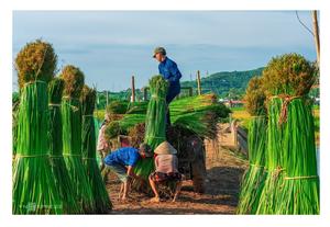Nouveau produit Panneaux de toit de chaume tropicale écologique pour la décoration en provenance du Vietnam - Product Image 3