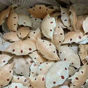 Coquilles de crabe propres, concassées et traitées pour l'exportation - Product Image 1