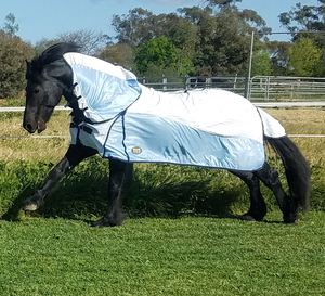 ออสเตรเลียม้าบินแผ่น/ออสเตรเลียม้าฤดูร้อนแผ่น/ออสเตรเลียม้าพรม - Product Image 5