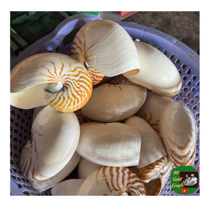 Spécimen de coquille de Nautilus chambré, tranches de coupe polies coquillages de coquille de Nautilus de style fossile pour objets de collection, bijoux - Product Image 6