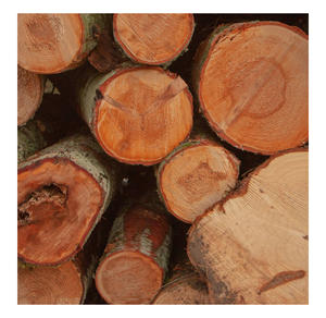 Troncos de Nogal Negro al por Mayor de Proveedores Canadienses con Prácticas de Cosecha Sostenible y Logística Transfronteriza Eficiente - Product Image 2