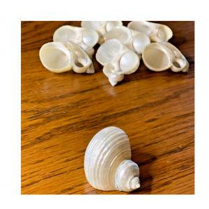 Servilleteros de concha marina natural, accesorios de mesa hechos a mano, respetuosos con el medio ambiente, duraderos, venta al por mayor, Vietnam - Product Image 5