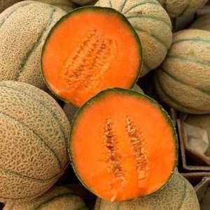 เมลอนคันตาลูปเกรดพรีเมียม คุณภาพชั้นหนึ่ง รสหวานเข้มข้น - เมลอนมัสก์เกรดส่งออกจำนวนมาก - Product Image 5