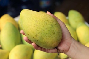 Số lượng lớn <span class=keywords><strong>kaew</strong></span> xoài với hương vị đẹp và màu vàng bắt mắt giàu vitamin 2024 - Product Image 2
