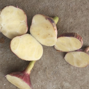 Ajo fresco y seco de Vietnam, venta al por mayor, vacaciones - Product Image 3