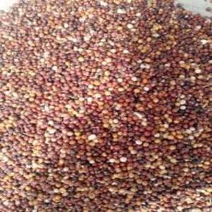 Grains de sorgho rouge de haute qualité, meilleur matériau, prix de gros, nouvelle offre du fabricant, en vente - Product Image 1