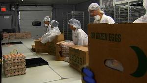 ไข่ไก่สดโต๊ะสำหรับขายจำนวนมาก - Product Image 6