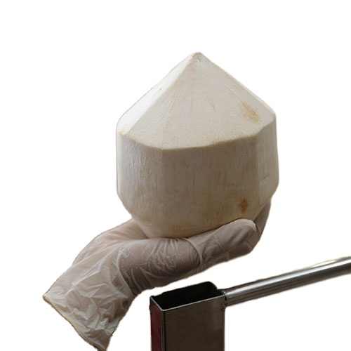 Top Quality Young Fresh Coconut Export Japan Korea Market From Ben Tre, Viet Nam