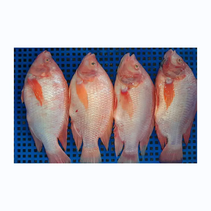 Hete Hoge Kwaliteit Zeevruchten Vers Bevroren Rode Tilapia Vis Rode Snapper Tilapia Vis Voor Rood Bevroren Hele Ronde Rode Tilapia In Voorraad